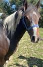 Ponette 2 ans 