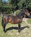 Poulain poney hongre