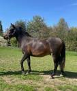 Poulain poney hongre
