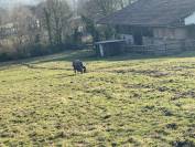 Pension retraite pour shetland jusqu’à poney c