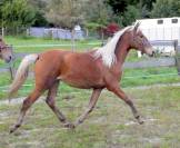 rare pouliche AES bai silver 