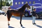 3 ans hongre par Kassander van’t roosakker