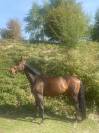 Gelding Selle Français For sale 2018 Bay