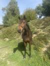 Gelding Selle Français For sale 2018 Bay