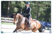 Gelding Selle Français For sale 2018 Bay