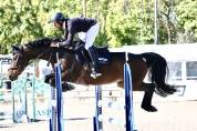 Gelding Selle Français For sale 2018 Bay