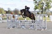 Gelding Selle Français For sale 2018 Bay
