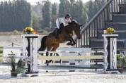 Gelding Selle Français For sale 2018 Bay