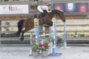 Gelding Selle Français For sale 2018 Bay