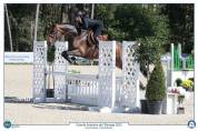Gelding Selle Français For sale 2018 Bay
