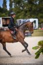 Gelding Selle Français For sale 2018 Bay