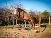 Mare Origin Recorded For sale 2022 Grey