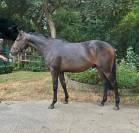 Pur Sang - par SEABAC