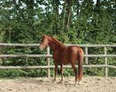 Gelding Saddle Horse For sale 2023 Chesnut