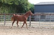 Gelding Saddle Horse For sale 2023 Chesnut