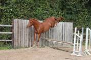 Gelding Saddle Horse For sale 2023 Chesnut