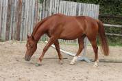 Gelding Saddle Horse For sale 2023 Chesnut