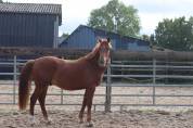 Gelding Saddle Horse For sale 2023 Chesnut