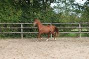 Gelding Saddle Horse For sale 2023 Chesnut