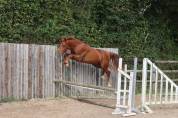 Gelding Saddle Horse For sale 2023 Chesnut