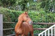 Gelding Saddle Horse For sale 2023 Chesnut