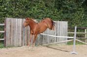 Gelding Saddle Horse For sale 2023 Chesnut