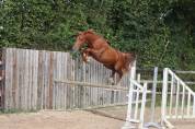 Gelding Saddle Horse For sale 2023 Chesnut