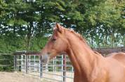 Gelding Saddle Horse For sale 2023 Chesnut