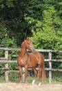 Gelding Saddle Horse For sale 2023 Chesnut