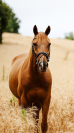 Trotteur plein papiers 11 ans, loisir ou balade 