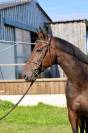 Gelding Selle Français For sale 2018 Bay