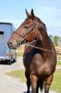 Gelding Selle Français For sale 2018 Bay