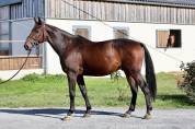 Gelding Selle Français For sale 2018 Bay