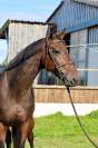Gelding Selle Français For sale 2018 Bay