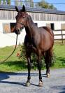 Gelding Selle Français For sale 2018 Bay