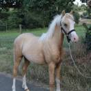 Poulain palomino 
