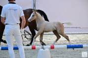 Poulain palomino 