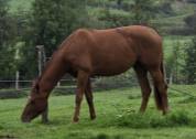 A vendre jument de 3,5 ans pour le grand sport
