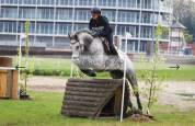 Hongre de 8 ans Pur-sang anglais 
