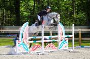 Hongre de 8 ans Pur-sang anglais 
