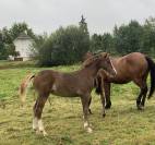 Puledra PFS Pony Francese da Sella In vendita 2025 Sauro brulé ,  Very star kerveyer