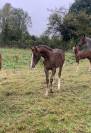 Puledra PFS Pony Francese da Sella In vendita 2025 Sauro brulé ,  Very star kerveyer