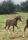 Puledra PFS Pony Francese da Sella In vendita 2025 Sauro brulé ,  Very star kerveyer
