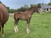 Puledra PFS Pony Francese da Sella In vendita 2025 Sauro brulé ,  Very star kerveyer