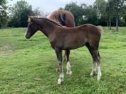 Puledra PFS Pony Francese da Sella In vendita 2025 Sauro brulé ,  Very star kerveyer