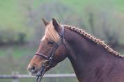 Puledra PFS Pony Francese da Sella In vendita 2025 Sauro brulé ,  Very star kerveyer