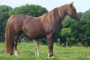 Puledra PFS Pony Francese da Sella In vendita 2025 Sauro brulé ,  Very star kerveyer