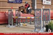 Puledra PFS Pony Francese da Sella In vendita 2025 Sauro brulé ,  Very star kerveyer