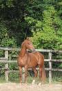 Puledra PFS Pony Francese da Sella In vendita 2025 Sauro brulé ,  Very star kerveyer