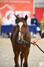 Foal selle français 